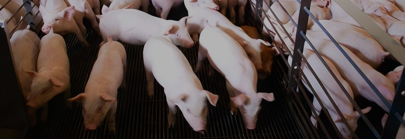 Pig Farming – Selhurst Abattoir Case Study