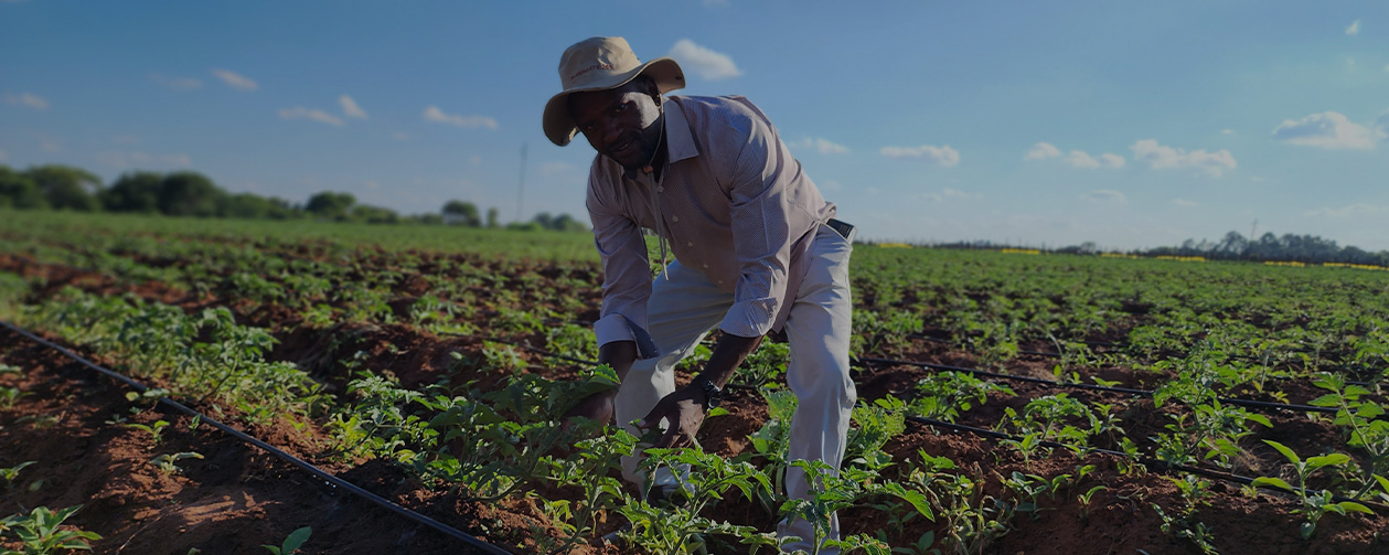 Cash Crop Cultivation