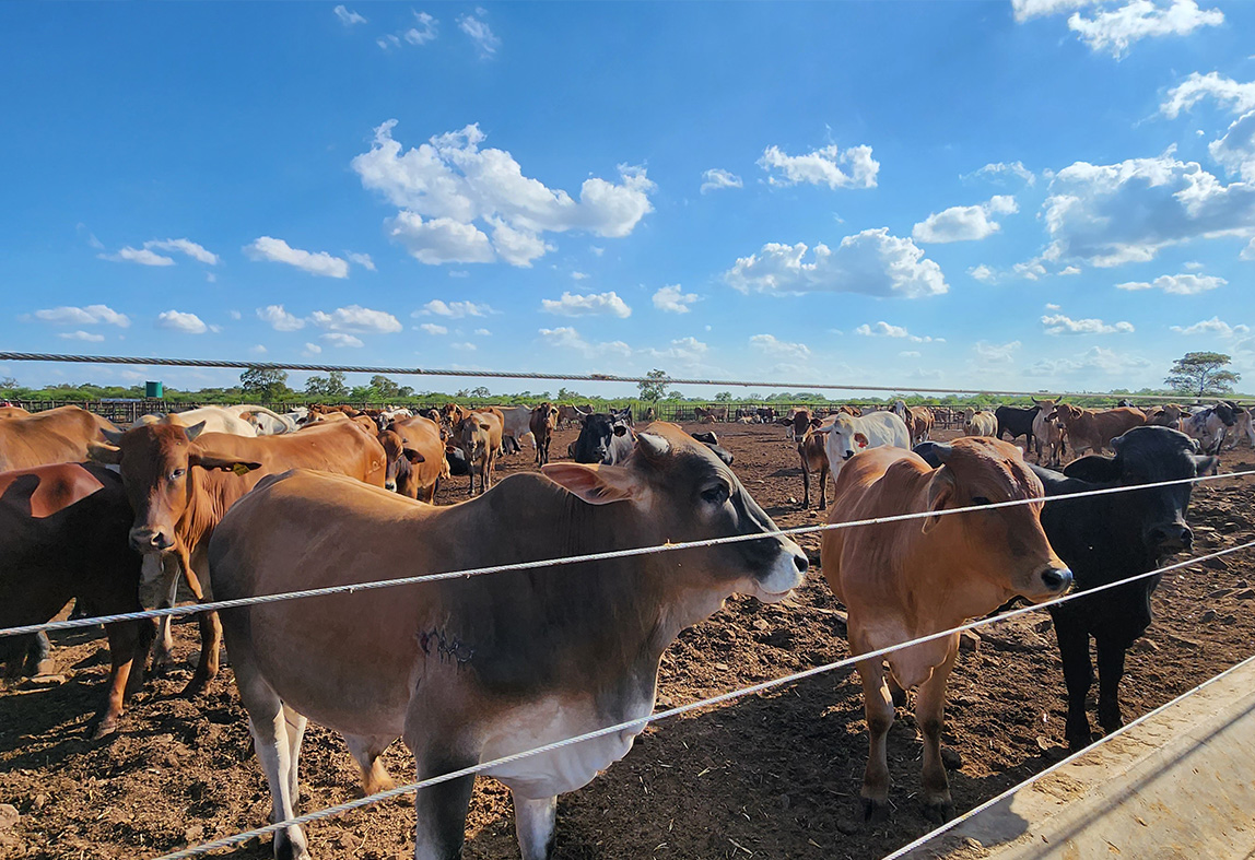 Expertise in Livestock Farming